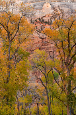 UT - Zion NP - Canyon Wall 3.jpg