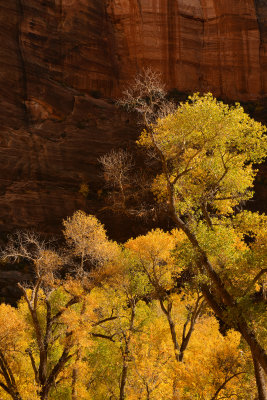 UT - Zion NP - Canyon Wall 5.jpg
