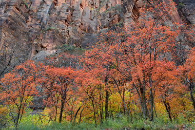 UT - Zion NP - Maples 1.jpg