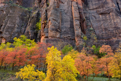 UT - Zion NP - Maples 2.jpg