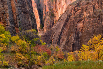 UT - Zion NP - Maples 3.jpg