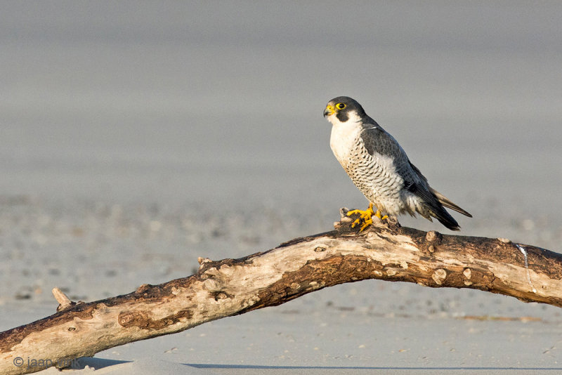 Peregrine - Slechtvalk - Falco peregrinus