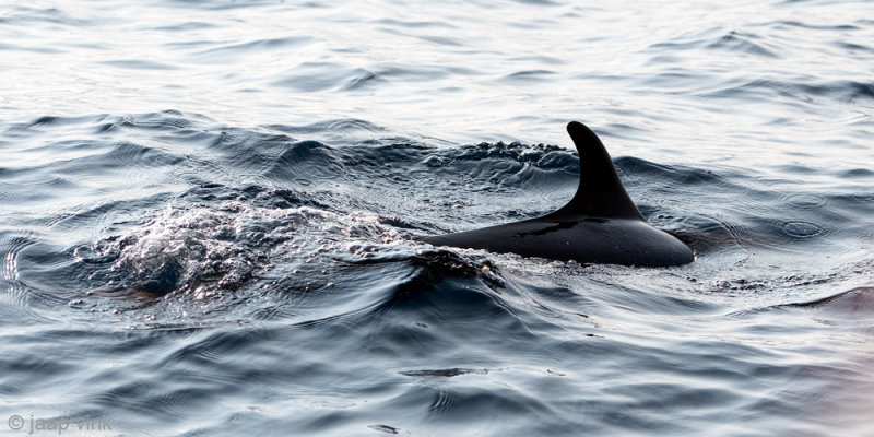 Spinner Dolphin - Langsnuitdolfijn - Stenella longirostris