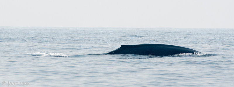 Blue Whale - Blauwe Vinvis - Balaenoptera musculus