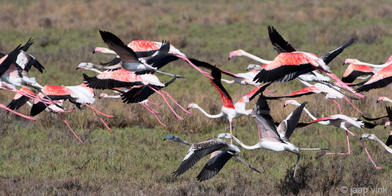 Greater Flamingo - Flamingo -  Phoenicopterus roseus
