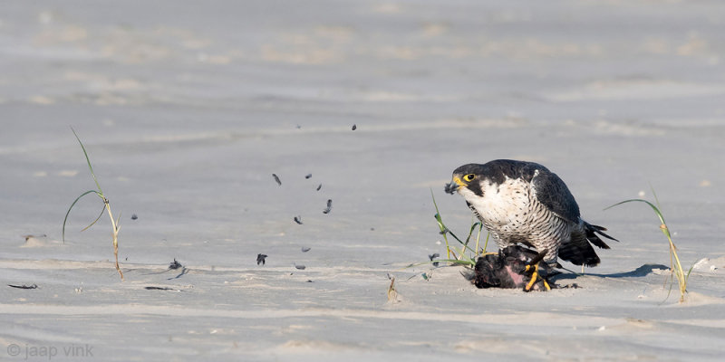 Peregrine - Slechtvalk - Falco peregrinus