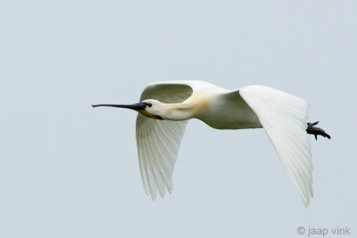 Spoonbill - Lepelaar - Platalea leucorodia