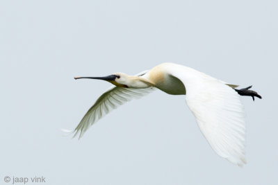 Spoonbill - Lepelaar - Platalea leucorodia