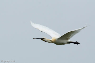 Spoonbill - Lepelaar - Platalea leucorodia