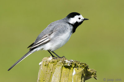 White Wagtail - Witte Kwikstaart - Motacilla alba