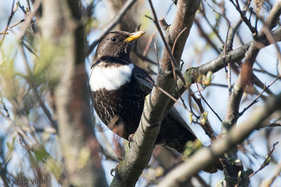 Ring Ouzel - Beflijster - Turdus torquatus