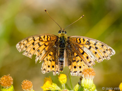 Niobe Fritillary - Duinparelmoervlinder - Argynnis niobe