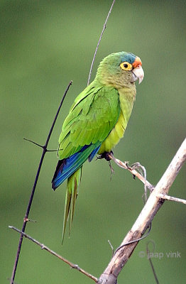 Orange-Frontes Parakeet - Aratinga canicularis