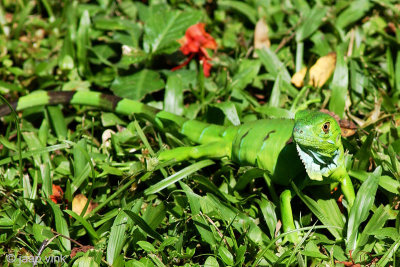 Green Iguana - Groene Leguaan - Iguana iguana