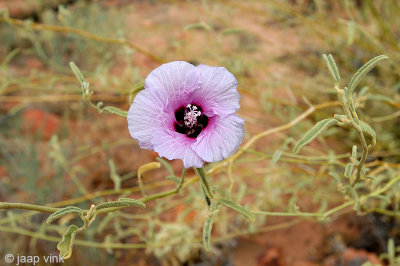 Desert Rose - Gossypium spec