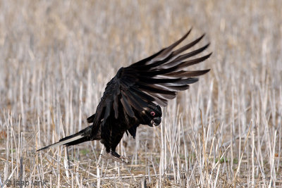 Short-billed Black-Cockatoo - Dunsnavelraafkaketoe - Calyptorhynchus latirostris