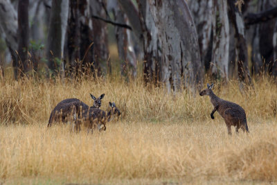 Bennett's Wallaby - Bennettwallaby - Macropus rufogriseus