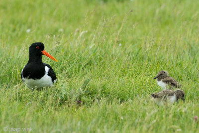 Oystercatcher - Scholekster - Haematopus ostralegus