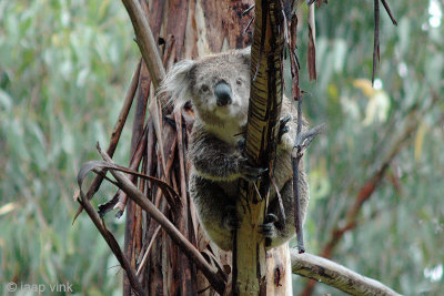 Koala - Koala - Phascolarctos cinereus