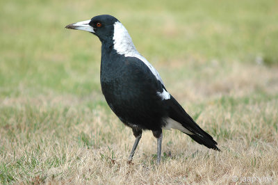 Australian Magpie - Zwartrugfluitvogel - Gymnorhina tibicen