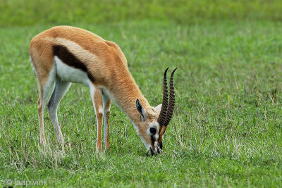 Thomson's Gazelle - Thomsongazelle - Eudorcas thomsonii