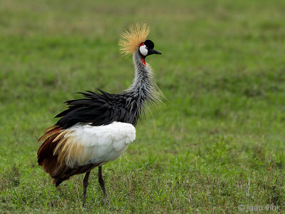 Grey Crowned Crane - Grijze Kroonkraanvogel - Balearica regulorum