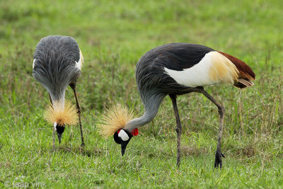 Grey Crowned Crane - Grijze Kroonkraanvogel - Balearica regulorum
