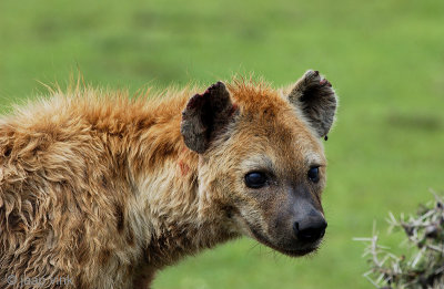 Spotted Hyena - Gevlekte Hyena - Crocuta crocuta