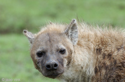 Spotted Hyena - Gevlekte Hyena - Crocuta crocuta