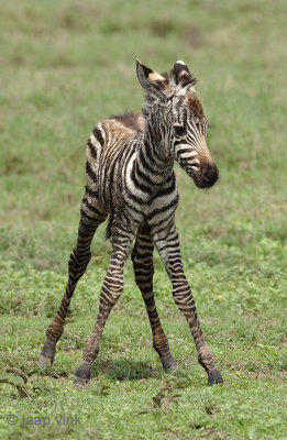 Plains Zebra - Steppezebra - Equus quagga