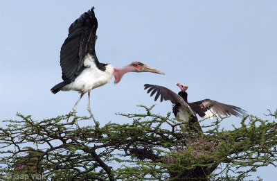 Marabou Stork - Afrikaanse Maraboe - Leptoptilos crumenifer