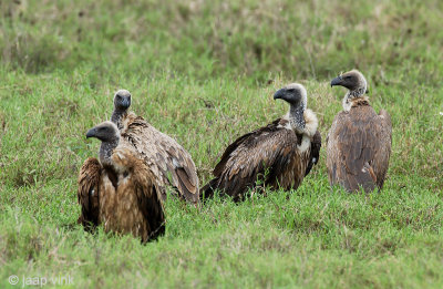 African White-backed Vulture - Afrikaanse Witruggier - Gyps africanus