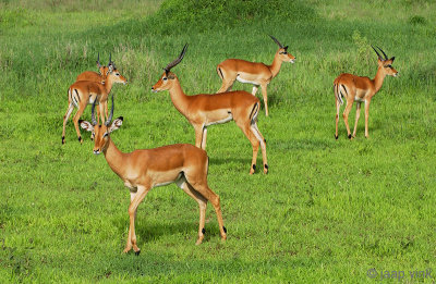 Impala - Impala - Aepyceros melampus