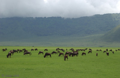 Blue Wildebeest - Blauwe Gnoe - Connochaetes taurinus