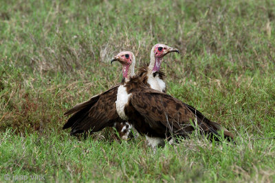 Hooded Vulture - Kapgier - Necrosyrtes monachus
