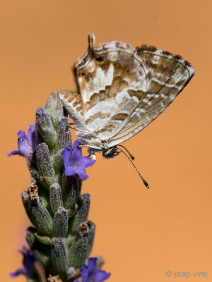 Geranium Bronze - Geraniumblauwtje - Cacyreus marshalli
