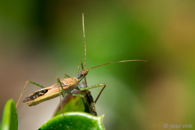 Assassin bug - Roofwants - Zelus renardii