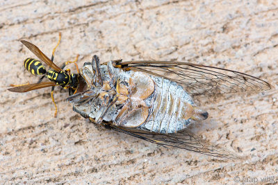 Wasp on a dead Cicada - Wesp op een dode Zangcicade