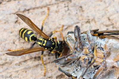 Wasp on a dead Cicada - Wesp op een dode Zangcicade