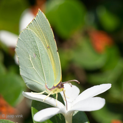 Brimstone - Citroenvlinder - Gonepteryx rhamni