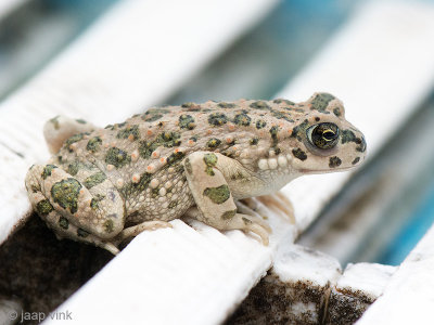 Green Toad - Groene Pad - Bufo virides
