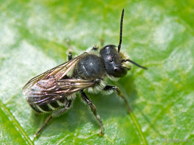Leafcutter bee - Behangersbij - Megachile spec