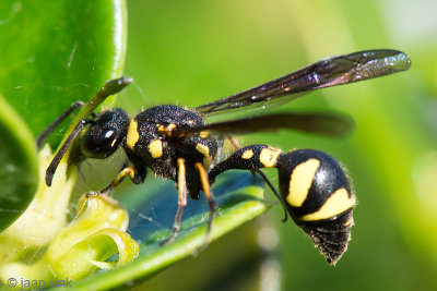 Potter Wasp - Urntjeswesp - Eumenes coronatus