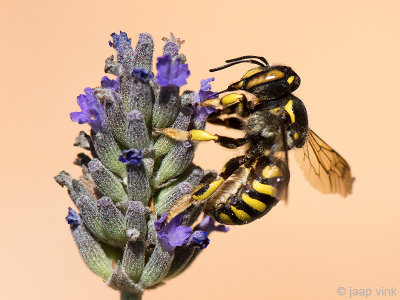 Potter Bee - Wolbij - Anthidium florentinum