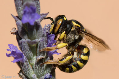Potter Bee - Wolbij - Anthidium florentinum