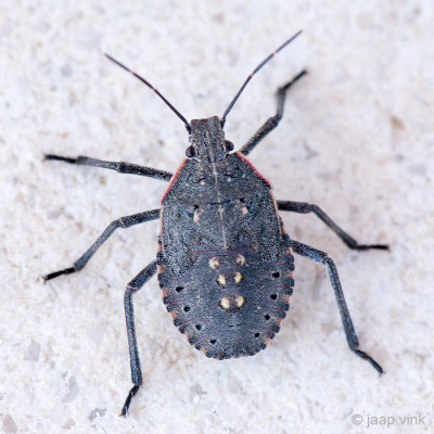 Shield Bug - Schildwants - Apodiphus amygdali