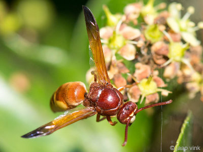 Potter Wasp - Rhynchium oculatum hebraeum