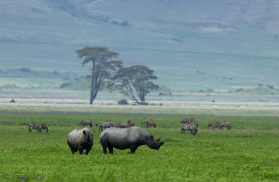 Black Rhinoceros - Zwarte Neushoorn - Diceros bicornis