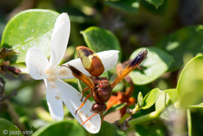 Potter Wasp - Rhynchium oculatum hebraeum
