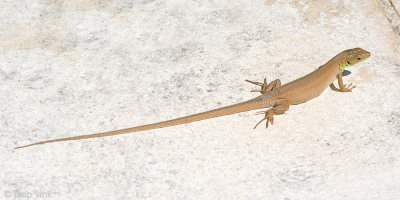 Balkan Green Blizzard - Balkansmaragdhagedis - Lacerta trilineata